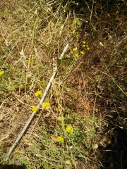 Bupleurum libanoticum