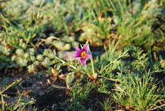 Pulsatilla tenuiloba