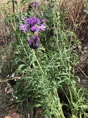 Centaurea scabiosa