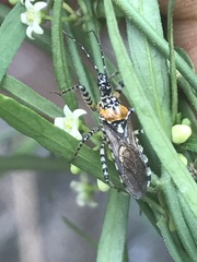 Pselliopus zebra