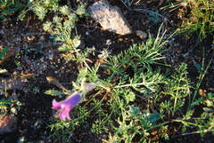 Pulsatilla tenuiloba