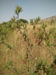Cirsium phyllocephalum