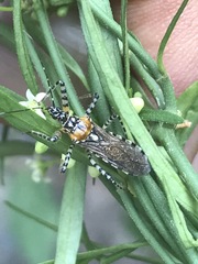 Pselliopus zebra