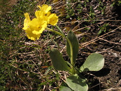 Primula auricula