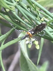 Pselliopus zebra