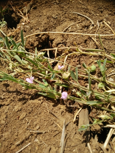 lentil vetchling (Lathyrus lentiformis)