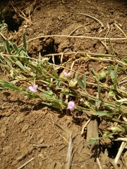 Lathyrus lentiformis