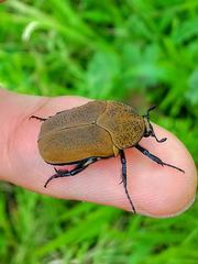 Hologymnetis cinerea