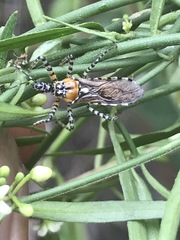 Pselliopus zebra