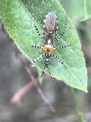 Pselliopus zebra