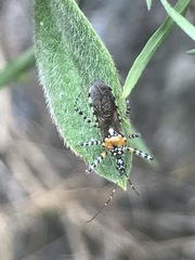 Pselliopus zebra