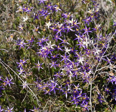 Calectasia intermedia