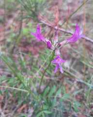 Astragalus suffruticosus