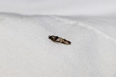 Walshia miscecolorella