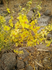 Verbascum gaillardotii