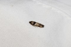 Walshia miscecolorella