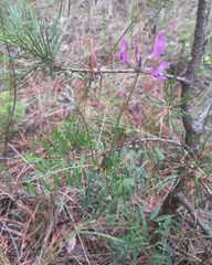 Astragalus suffruticosus