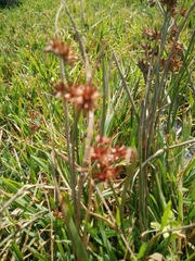 Juncus fontanesii