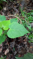 Endospermum chinense