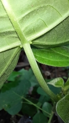 Endospermum chinense