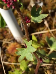 Saxifraga cernua