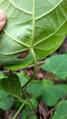 Endospermum chinense