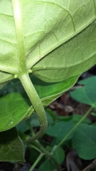 Endospermum chinense