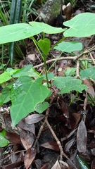 Endospermum chinense