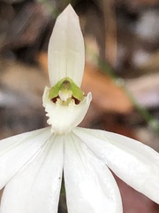 Caladenia picta