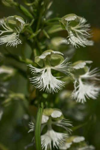 Eastern prairie fringed orchid (Platanthera leucophaea)