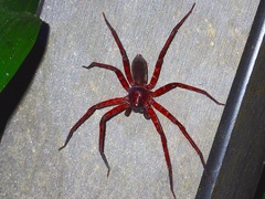 Heteropoda tetrica