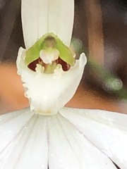 Caladenia picta