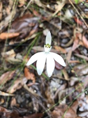 Caladenia picta