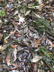 Caladenia picta