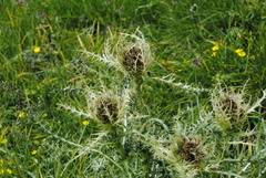 Cirsium spinosissimum