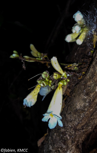 Colea floribunda image