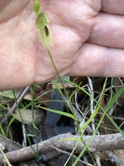 Pterostylis longifolia