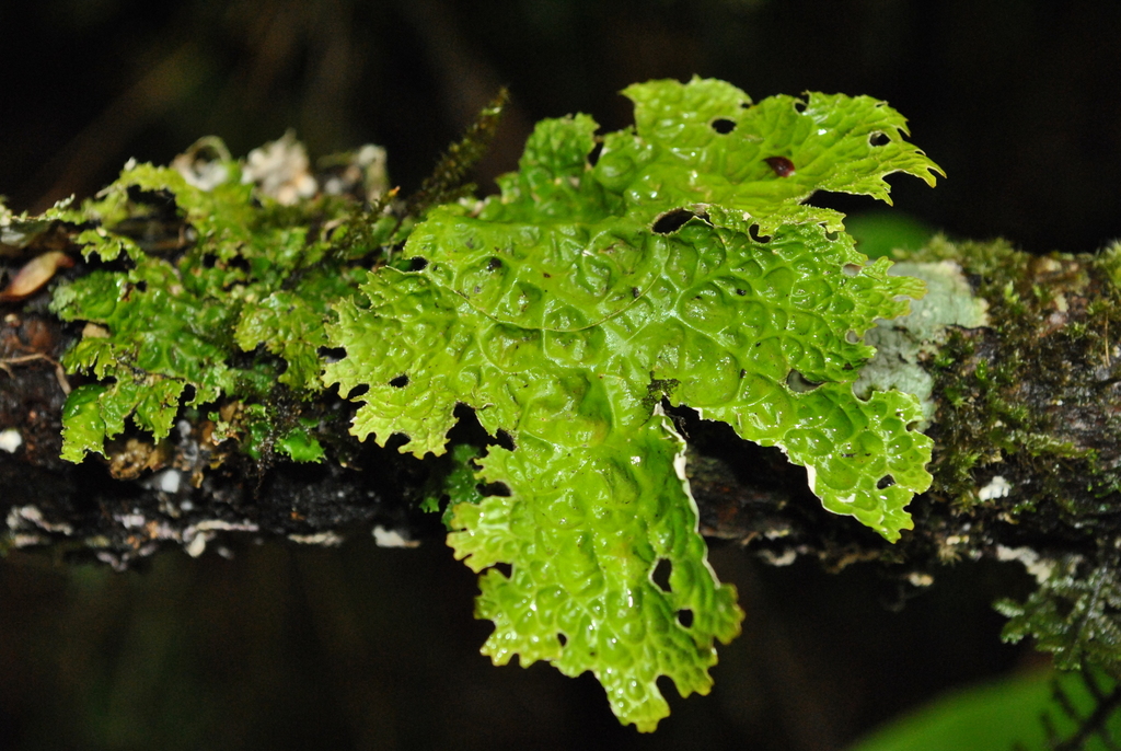 Lobaria pindarensis