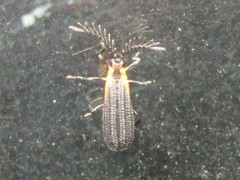 Leptoceletes basalis