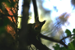 Sciurus vulgaris