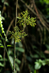 Scepocarpus trinervis image