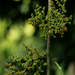 Scepocarpus trinervis - Photo (c) Bart Wursten, μερικά δικαιώματα διατηρούνται (CC BY-NC), uploaded by Bart Wursten