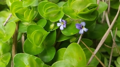 (c) Jane C Frost, some rights reserved (CC BY) Bacopa lanigera, photograph (c) Jane C Frost, some rights reserved (CC BY)