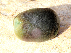 Codium pomoides