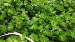 (c) Jane C Frost, some rights reserved (CC BY) Bacopa lanigera, photograph (c) Jane C Frost, some rights reserved (CC BY)