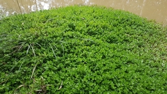 (c) Jane C Frost, some rights reserved (CC BY) Bacopa lanigera, photograph (c) Jane C Frost, some rights reserved (CC BY)