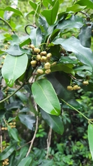 Ardisia quinquegona
