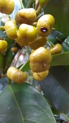 Ardisia quinquegona
