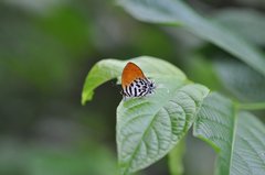 Drupadia ravindra moorei