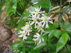 Trautvetteria caroliniensis